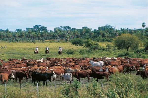 تربية الماشية في باراجواي