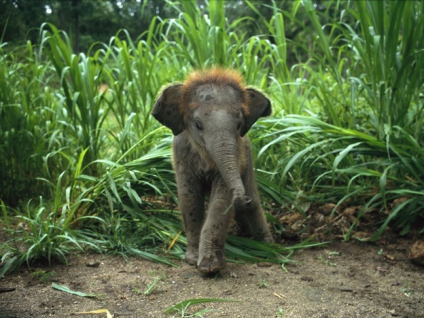 صغير الفيل الآسيوي