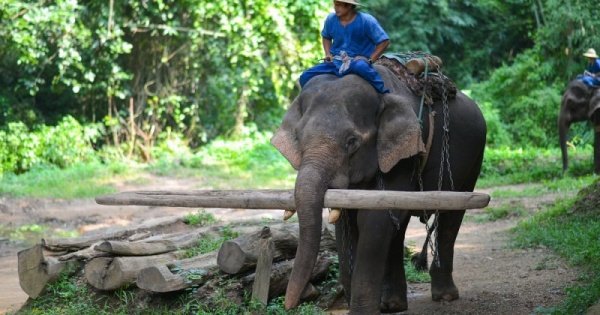 علاقة الفيل الآسيوي مع البشر