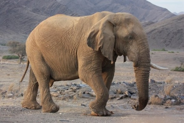 من حيوانات الصحراء الفيل الصحراوي
