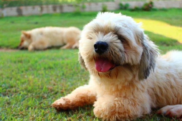 من اصغر كلاب في العالم كلب لاسا أبسو
