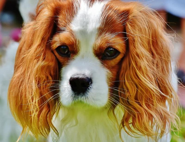 من اصغر كلاب في العالم كلب فارس الملك شارل