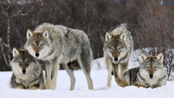 الذئب الرمادي يصطاد في مجموعات