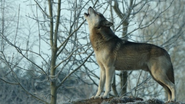 كيف يتواصل الذئب الرمادي