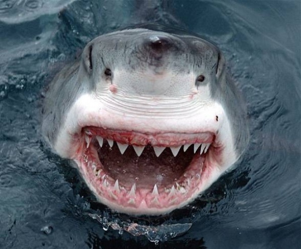 طبيعة اسنان سمك القرش الابيض الكبير
