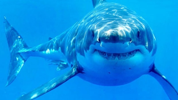 معلومات مثيرة عن القرش الابيض الكبير بالصور - ماجيك بوكس