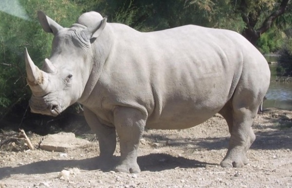 وحيد القرن الابيض ليس ابيض اللون في الواقع