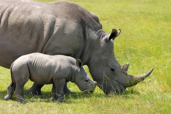وحيد القرن الابيض الصغير مع امه