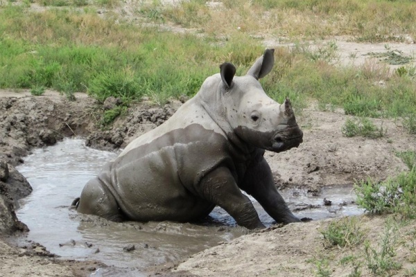 سلوك وحيد القرن الابيض