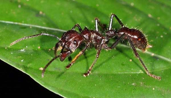 من اخطر حيوانات الامازون النملة الرصاصة