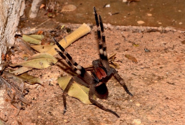 من اخطر الحيوانات في غابات الامازون العنكبوت البرازيلي الجوال