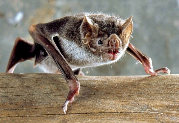 من اخطر الحيوانات في غابات الامازون الخفاش مصاص الدماء