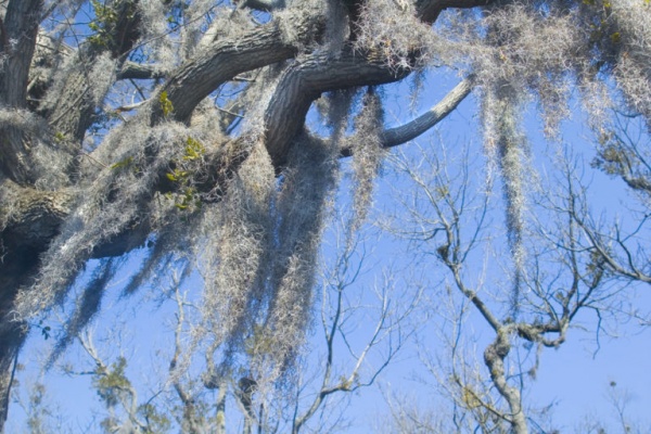 شجرة غران أبويلو من اقدم الاشجار في العالم