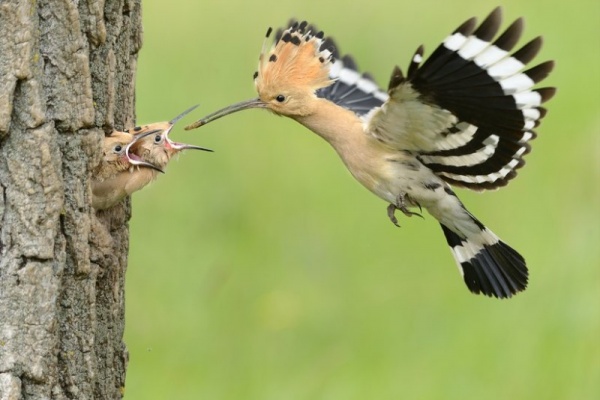طائر الهدهد يطعم صغاره