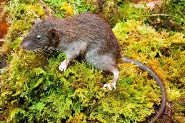 فأر الغراسيليموس من انواع الحيوانات المكتشفة حديثا