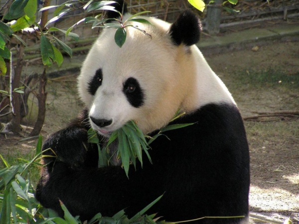 الباندا العملاقة من ألطف حيوانات مستأنسة