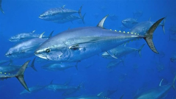 معجم عداء ببطء والدهاء  5 معلومات مثيرة عن سمك التونة ذو الزعانف الزرقاء - ماجيك بوكس