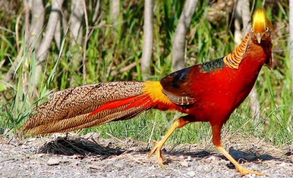  طائر الدراج الذهبي بالصور Golden-pheasant-bird-facts_2101_1_1520336934