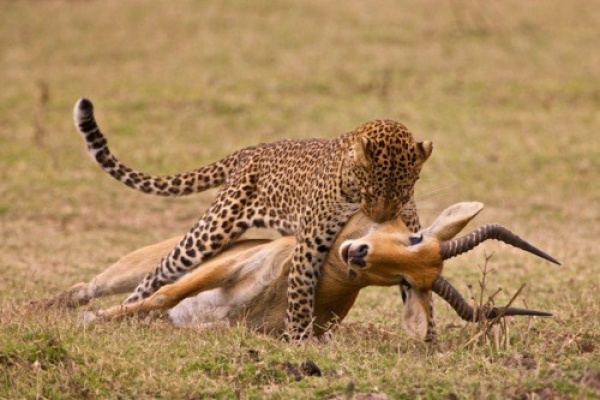 Какие животные поедают. Ягуары спариваются. Леопард охотится на антилопу. Хищничество тигр. Гепард охотится.