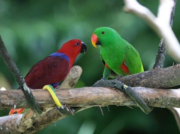 سجل حضورك بصورة طائر - صفحة 51 Colorful-parrot-species_2521_1_1591422100