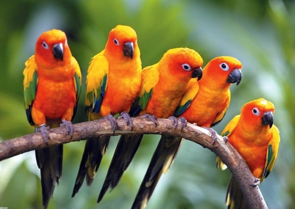 سجل حضورك بصورة طائر - صفحة 51 Colorful-parrot-species_2521_2_1591422101
