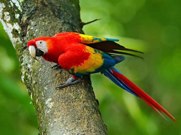 سجل حضورك بصورة طائر - صفحة 51 Colorful-parrot-species_2521_3_1591422103