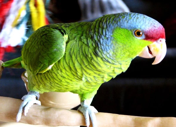 سجل حضورك بصورة طائر - صفحة 51 Colorful-parrot-species_2521_5_1591422105