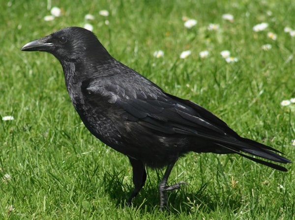 سجل حضورك بصورة طائر - صفحة 51 Crow-carrion-crow_2568_1_1601662649
