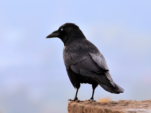 سجل حضورك بصورة طائر - صفحة 51 Crow-carrion-crow_2568_2_1601662651