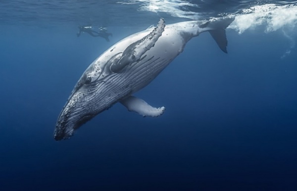 أكبر الحيتان