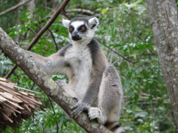 lemur-facts_2781_1_1