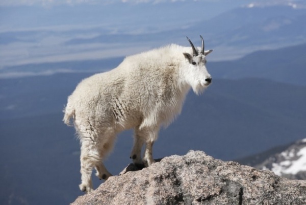 mountain-goats-diet_